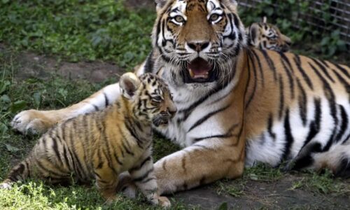 Smutek v hodonínské zoo: Tygřici Raju museli nechat utratit, trápil ji agresivní nádor