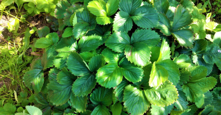 Zabudnite na hnojivá! zasaďte túto jednu vec k jahodám a v lete budete ovocie zbierať vo veľkom. tajomstvo bohatej úrody odhalené!