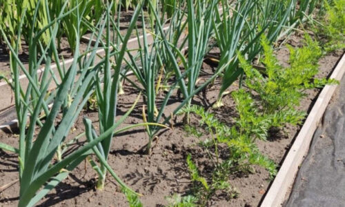 Premeňte svoju záhradu na sebestačný systém vďaka správnemu susedstvu plodín a zbavte sa háďatiek bez použitia jedinej kvapky chémie!