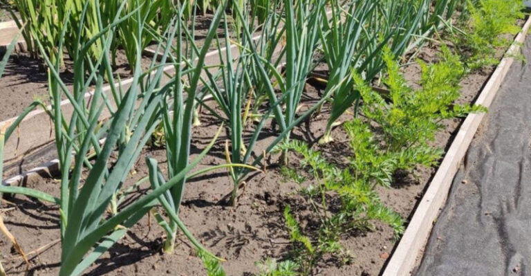 Premeňte svoju záhradu na sebestačný systém vďaka správnemu susedstvu plodín a zbavte sa háďatiek bez použitia jedinej kvapky chémie!