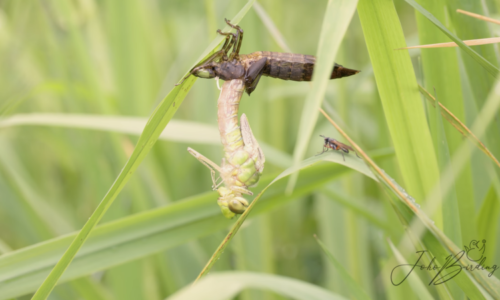 Svlékání vážky i ptačí radovánky. Kameraman ukazuje českou přírodu v nevídaném detailu