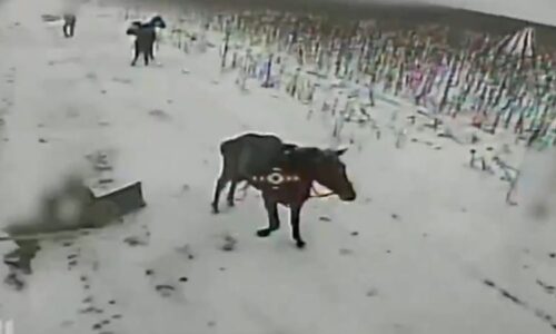 Momenty války: Proukrajinský ministr za SPD i záběry likvidace ruských jezdců na koních