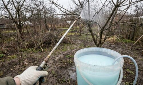 Stačí 10 litrov vody a dve lacné prísady, aby ste ochránili celý svoj sad pred tými najhoršími chorobami, ktoré ničia plody tesne pred dozretím.