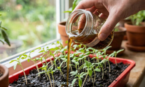 Skúsená bylinkárka poradila tento trik na hrubé stonky a teraz ho používa celá naša rodina, pretože výsledky sú viditeľné už po druhej zálievke.