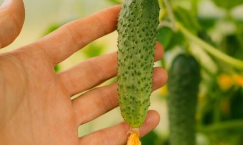 Susedia sa ma pýtajú, ako je možné, že mám toľko uhoriek a nikdy nie sú horké. Prezradím Vám meno tejto zázračnej odrody a moje triky!