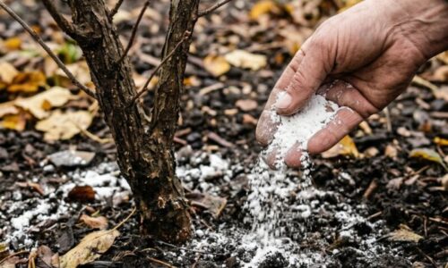 Susedia len ticho závidia moju úrodu: Stačí pridať toto jarné kŕmenie a ovocné stromy začnú rodiť trikrát viac bez drahej chémie z obchodu!