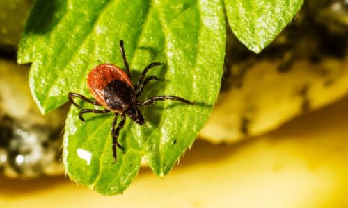 Mladík zemřel, když snědl klobásu. Na začátku tragédie stálo obyčejné klíště