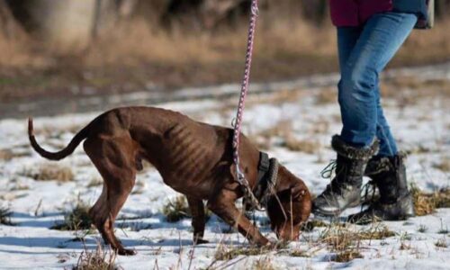 Týrání v útulku u Kladna: Desítky psů mají živořit v úděsných podmínkách. Šetří to policie