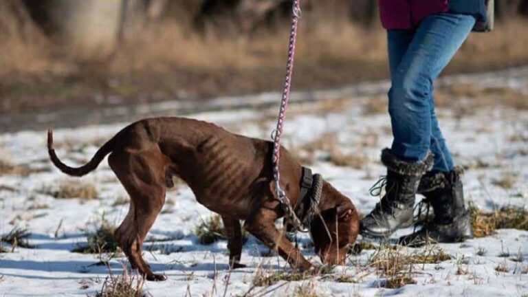Týrání v útulku u kladna: desítky psů mají živořit v úděsných podmínkách. šetří to policie