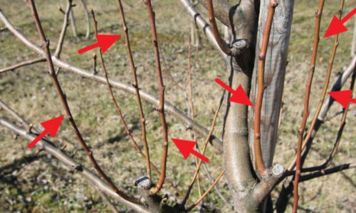 Tri fázy rezu, ktoré odlišujú amatéra od profíka: Ak zvládnete tento marcový postup, nebudete stíhať jablká spracovávať ani do dvoch zím.