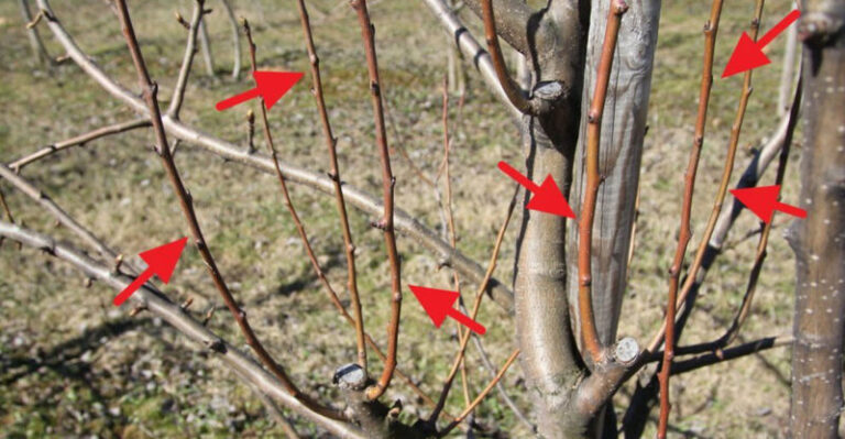 Tri fázy rezu, ktoré odlišujú amatéra od profíka: ak zvládnete marcový postup, nebudete stíhať jablká spracovávať ani do dvoch zím.