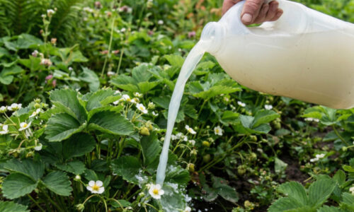 Chcete mať najkrajšie jahody v ulici? Tento tajný harmonogram jarného čistenia a výživy premení váš unavený záhon na nepoznanie už za pár dní.