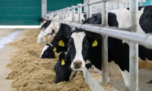 Nákupná cena mlieka v decembri klesla o viac než štyri percentá