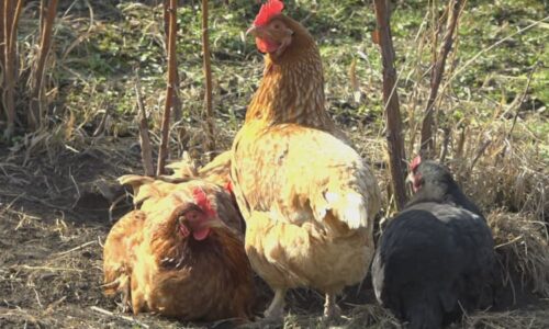 Drahá vejce? Češi shánějí kurníky, slepice chovají i v paneláku. Expert uvedl, kolik ušetří