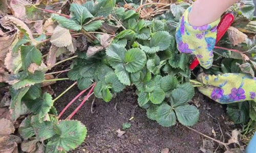 Skúsená pestovateľka varuje pred neskorým hnojením, tento konkrétny roztok aplikujte ešte pred kvitnutím a sledujte tú neskutočnú premenu jahôd.