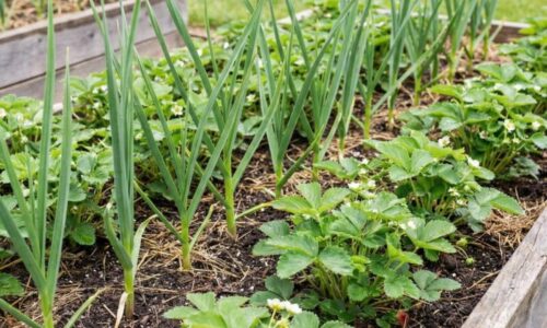 Stačí pár strúčikov do riadkov s jahodami a sledujte ten zázrak: Plody budú rásť do veľkosti päste a ostanú zdravé až do neskorej jesene.