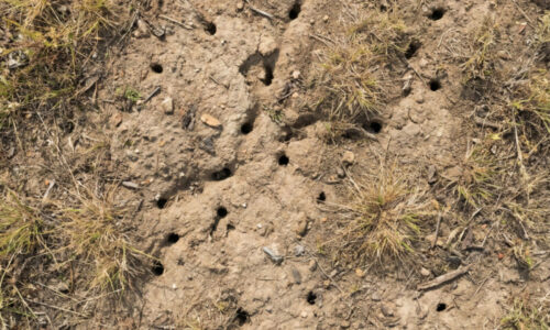 Koniec zničeným koreňom a krtincom uprostred skalky: Táto neprekonateľná zmes vôní vyženie každého hlodavca k susedom za jedinú noc.