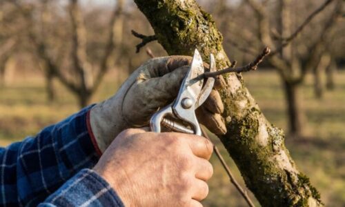 Tri fázy rezu, ktoré odlišujú amatéra od profíka: Ak zvládnete tento marcový postup, nebudete stíhať jablká spracovávať ani do konca zimy.