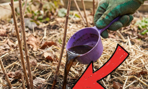 Mnohí sa pýtajú, prečo ich maliny žltnú a usychajú, odpoveď nájdete v koreňovom systéme a v nedostatku tohto jarného minerálu.