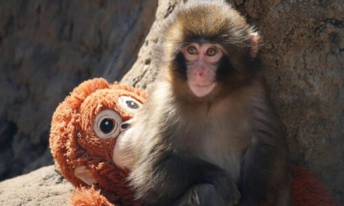 Malý opičák pomalu odkládá plyšáka. Chovatel popsal pokroky Punche, který dojal svět