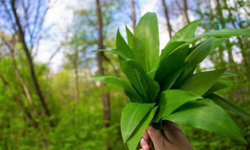 Medvědí česnek vyrostl dřív. Experti varují před smrtelnou záměnou, na co si dát pozor?