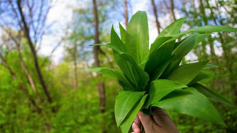 Medvědí česnek vyrostl dřív. experti varují před smrtelnou záměnou, na co si dát pozor?