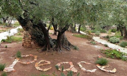 Pápežská akadémia pre život predstavila výzvu „Vedci za mier“