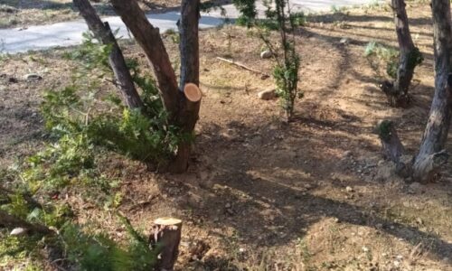 Nelegálny a neodborný zásah do verejnej zelene rieši enviropolícia