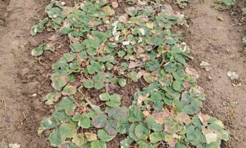 Jarná bomba pre vaše jahodovisko: Stačí jeden kilo tejto zmesi a o ochranu aj výživu rastlín máte na rok postarané.