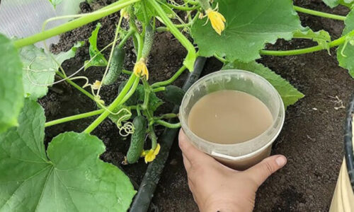 Uhorky rodia ako divé a nestojí ma to ani cent! Poznali to už naše staré mamy a tento rok zbieram plné debničky vďaka jednej ingrediencii!