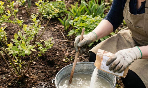Platíte za ne v obchode majland, pritom stačí urobiť jednu vec a vaše kríky v záhrade sa pod úrodou zlomia! Poznáte tento lacný trik?