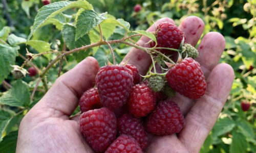 Vaša záhrada už nikdy nebude ako predtým: Objavte silu prírodného stimulátora, ktorý nestojí ani jeden cent a funguje okamžite.