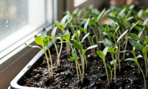 Moje papriky zrazu zmenili tvar a lístky sa začali podivne krútiť: Skutočný dôvod vás prekvapí, nie je to len nedostatok vody!