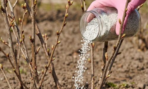 Ríbezle mi rodia ako šialené a škodcovia sa im vyhýbajú oblúkom: Stačí v marci pod kríky rozsypať túto „špinavú“ zmes a uvidíte zázraky.