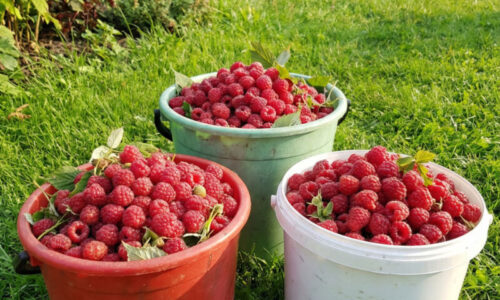 Maliny zbieram na vedrá vďaka triku, ktorý robím už skoro na jar: Ak na toto zabudnete, ostanú vám len prázdne kríky a oči pre plač.