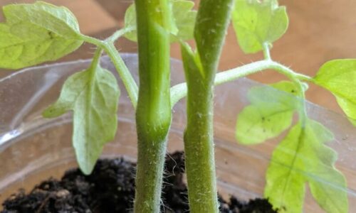 Pestovanie paradajok týmto spôsobom mi ZDVOJNÁSOBIL úrodu! Susedia si ju nevedia vynachváliť a teraz toto tajomstvo mení záhrady v celom okolí!