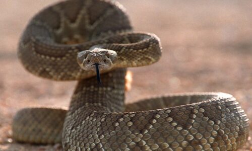 Cyklistu stálo čekání na pomalejšího kamaráda život. Uštkl ho chřestýš a v USA zemřel