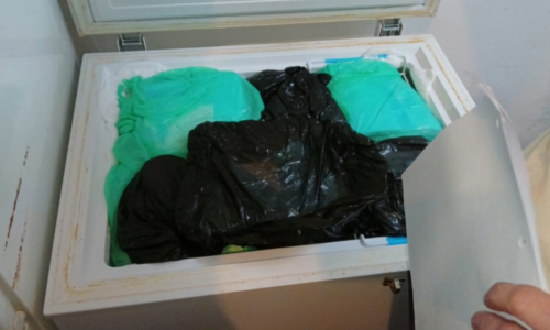 Stovku mrtvých koťat skrývala v mrazáku. Žena z Teplic přesto zůstává na svobodě