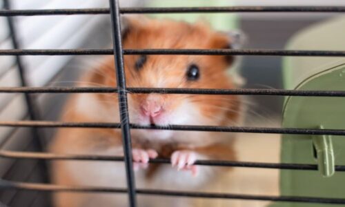 Místo plyšáků lovíte živé křečky. Video odhalilo týrání v herně, čínské úřady byznys schvalují