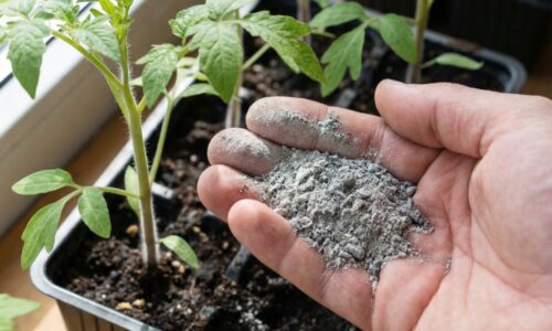 Susedia mi závidia obrie rajčiny a pritom používam len „odpad“ z krbu: Ak však urobíte túto jednu chybu s popolom, celá úroda pôjde do koša!