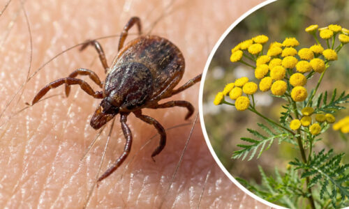 Celá sezóna v záhrade bez obáv z nebezpečných parazitov? Ak teraz urobíte túto jednu vec, vyhnete sa nielen kliešťom, ale aj dotieravým komárom!