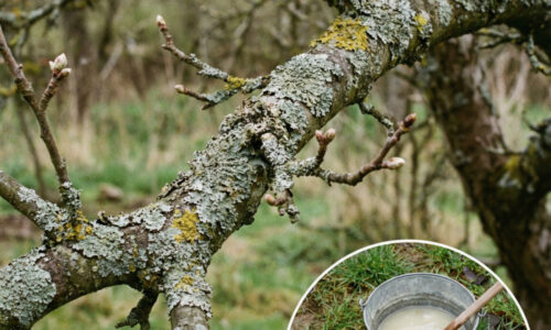 Vyzerajú exoticky, no v noci potichu zabíjajú vašu úrodu. Ak uvidíte tento povlak na kmeni, okamžite zakročte, kým nie je neskoro!
