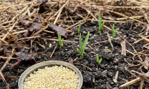 Tajomstvo obrovských hlávok cesnaku sa začína písať už v marci! Nerobte túto chybu a dodajte pôde to, čo jej po krutej zime zúfalo chýba!