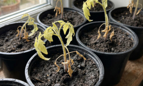 Zabíjate svoje paradajky už v zárodku a ani o tom neviete? Táto bežná chyba pri priesadách vás pripraví o úrodu skôr, než vôbec začne jar!