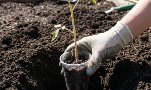 Bohatá úroda paradajok začína hlboko v zemi. Ak pri výsadbe urobíte tento jeden netradičný krok, vaše rastliny nebudú mať konkurenciu!