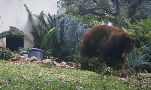 Medvědice se s mláďaty usídlila pod domem, pak napadla sousedku. Šelmě teď hrozí utracení