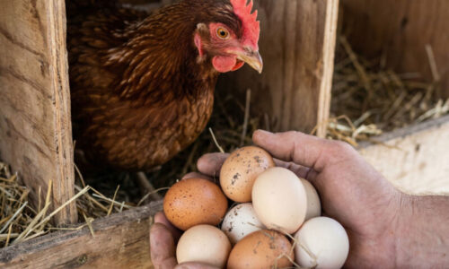 Prázdne hniezda sú minulosťou! Svokra mi prezradila tento geniálny trik, vďaka ktorému sliepky znášajú rekordne veľa vajec každý jeden boží deň.