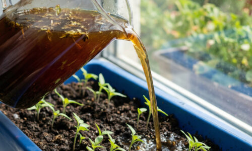 Zabudnite na vytiahnuté priesady hľadajúce svetlo a radšej stavte na overený trik, ktorý spevní koreňový systém tak, že ho mráz len tak nepoloží.