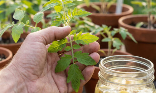 To, čo považujete za pokazený banán, je v skutočnosti najlepším palivom pre korene vašich budúcich paradajok!