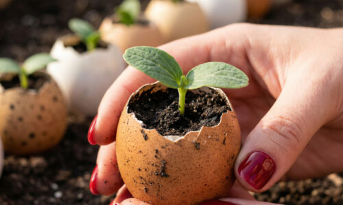 Vyhadzujete vaječné škrupiny do koša? CHYBA! Zistite, ako tento kuchynský odpad zdvojnásobí vašu úrodu uhoriek v každej sezóne